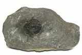 Curled Proetid (Gerastos) Trilobite Fossil - Morocco #343305-1